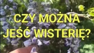 Czy wisteria inaczej glicynia jest jadalna?
