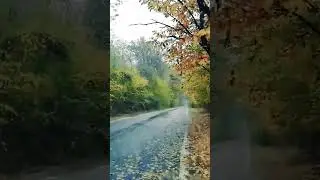 Rainy Day Soundscape - Light Rain for Relaxation, Meditation and Sleep