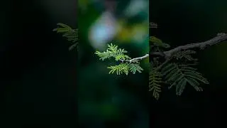 Creative nature Photography Ideas You Need to Try This Summer!