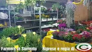 Contadini in Citt&agrave;  Farmers in Sorrento.Contivatori Diretti