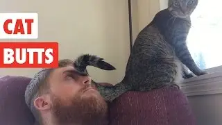 Cat Butts | Funny Cat Video Compilation 2017