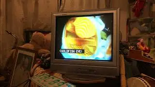 Whirlpool Street - Gold Fisheye! (Official Lyric Video)