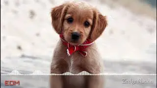 EDM Ringtone - Cool EDM Status | Zedge Ringtone