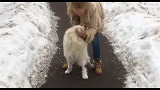 На шоссе беспомощно лежала ни в чем не повинная собака, молча умоляя о помощи из-за раздробленног...