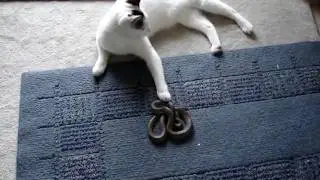 Louie's Snake Friend