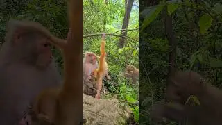 OMG Baby Monkeys Fall From Tree | Cute monkey #8