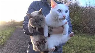Tutorial: How to Walk a Cat on Leash Part 2: How to Hold your Cat & What to do when Dogs come