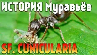 Serviformica Cunicularia - История моих муравьёв! (Содержание)