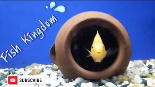 Beautiful Elegant Fish Kingdom in Cubbon Park aquarium Bangalore