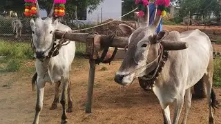 Powerful Hallikar Bull Pair of farmer pulling cart of sand,,, Not for sale
