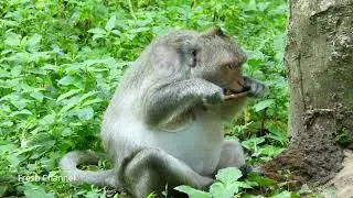Pregnancy Jill Monkey, Poor Jill Monkey, Lovely Jill Monkey Eating... #889