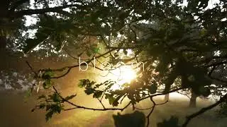 Bloom I Judah Earl #ambient #stressrelief #relaxingmusic