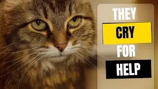 how cute cats SPIRITUALLY help people heal without saying a word