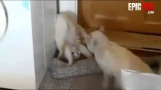 Бешеный кот