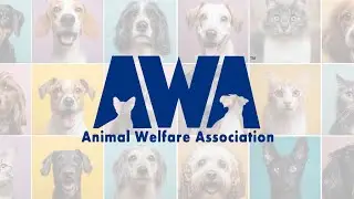 Animal Welfare Association | Second Chances Begin