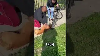 Hero performs CPR on dog #shorts