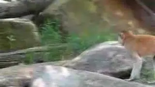 Patas Monkey Walking