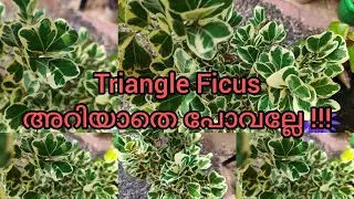 Triangle Ficus / Variegated Ficus  /Triangularis plants care in Malayalam