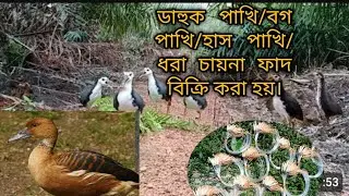 dak/dahuk pakhi dhora china janggi fad kinbo.hash dhora fad.moi fad video.#waterflow