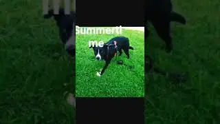 #dog #tomato #potato #yttrendingshorts