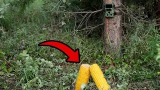 Оставил кукурузу в ГЛУХОМ лесу! Кто пришёл? 🌽