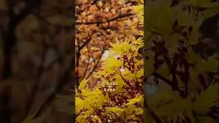 日本東北｜賞櫻賞楓：四季流轉，詩意東北｜Tohoku Japan #旅行 #日本 #日本東北 #花 #櫻花 #紅葉 #travel #japan #tohoku #flowers #sakura