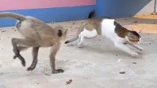 Cat vs monkey fight :#shorts#youtube