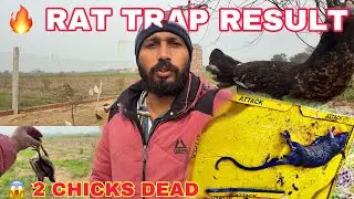 Rat Trap Result After 3 Visits 😱 | 2 Chicks Dead, 1 Rat Caught | Mr Asad