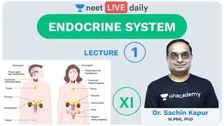 Endocrine System - Lecture 1 | Class 11 | Unacademy NEET | LIVE DAILY | NEET Biology | Sachin Sir