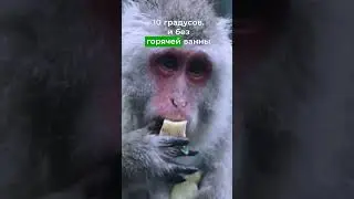 Зачем макаки принимают горячие ванны?  #japan #snowmonkeys  #explore