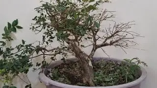 Poda de CONDU&Ccedil;&Atilde;O E CONTROLE DE ENERGIA/JABUTICABA SABAR&Aacute; #bonsai