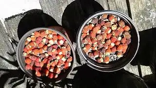 PS09 - Solitaire Palm Tree Seeds Found on Base of Palm Tree - March 21, 2025