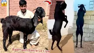 SURPRISE😳 BLACK MARNY WALA BAKRA LE LIYA😍