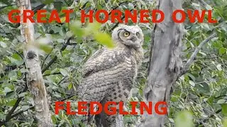 GREAT HORNED OWL FLEDGLING