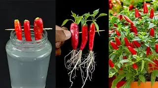Unique idea for grow chili plant from chilis || Water propagation for growing plant
