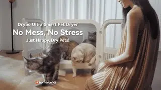 HomerunPET Drybo Ultra Pet Dryer &mdash; революция в сушке домашних животных