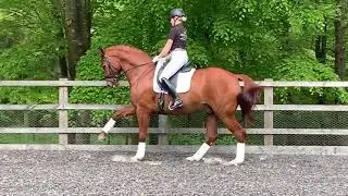 Dressage Horse for Sale: Fidelius (by Fidertanz x Londonderry)