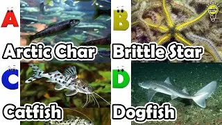 Cute ocean animals | ABC phonics animals | ABC Sea Animals song | English and Animals for Kids