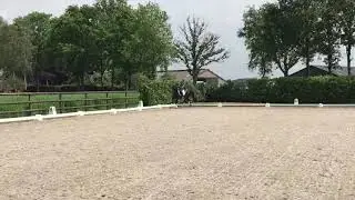 Jeaniro, mare, 2014, De Niro x Lord Leatherdale