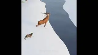 Why Elk Jump In Icy River 😯