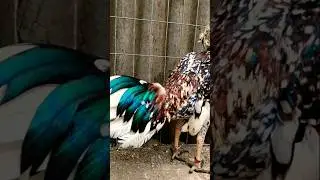 lasak peruvian asil #chickenbreeds #chicken #rooster
