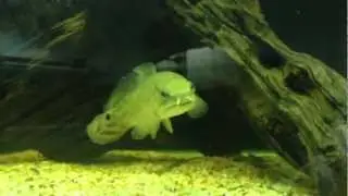 Bowfin (Amia calva)