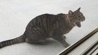 I fed him, but he hissed at us.