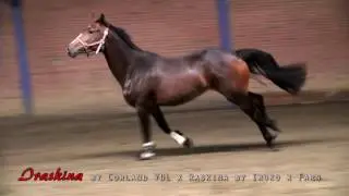 IRASKINA BY CORLAND