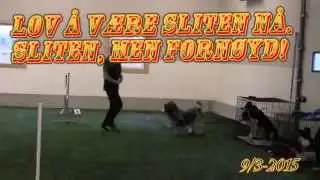 Schapendoes Stud at Dog Agility Training
