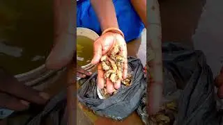 The benefits of eating snails - why you should try them