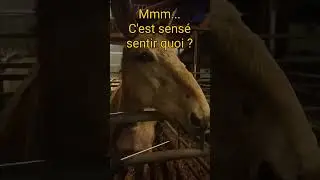 Quand Bombie la mule analyse les huiles essentielles... #mule #odorat