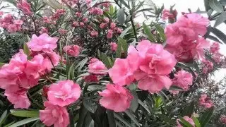 Oleander flower (HD1080p)