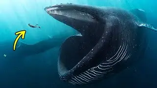 Si te tragara una ballena, ¿qué pasaría?