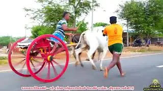 KALAIYARKOVIL REKLA RACE #youtube #trending #amuthamstudio